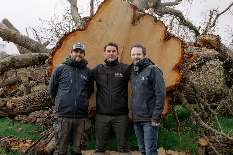 Millennium-old giant toppled by storms to become rare Irish oak whiskey casks