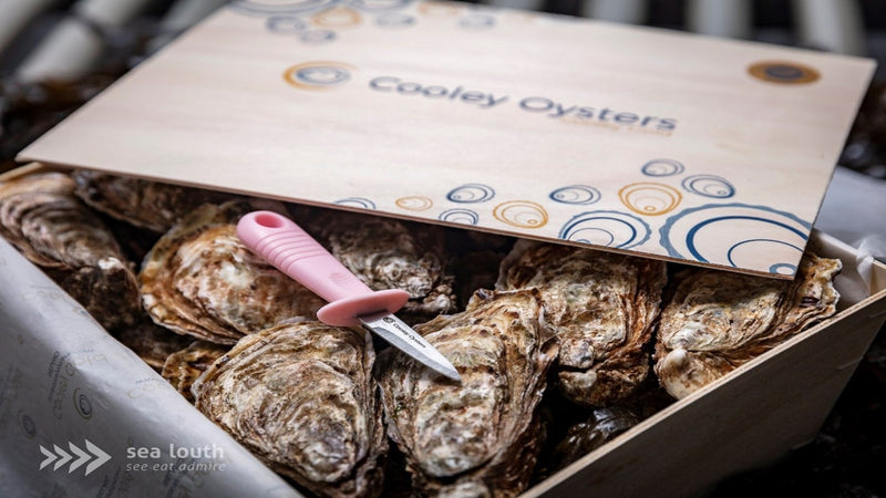 Cooley Oysters