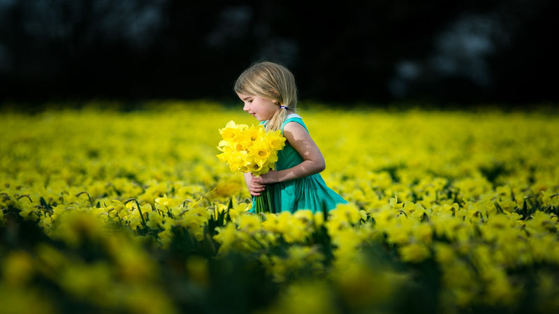 Easter Sunday Pick Your Own Daffodils at Elgrove Flower Farm