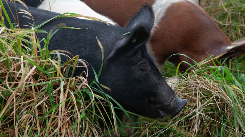 Organic Farm Tour at Rock Farm Slane